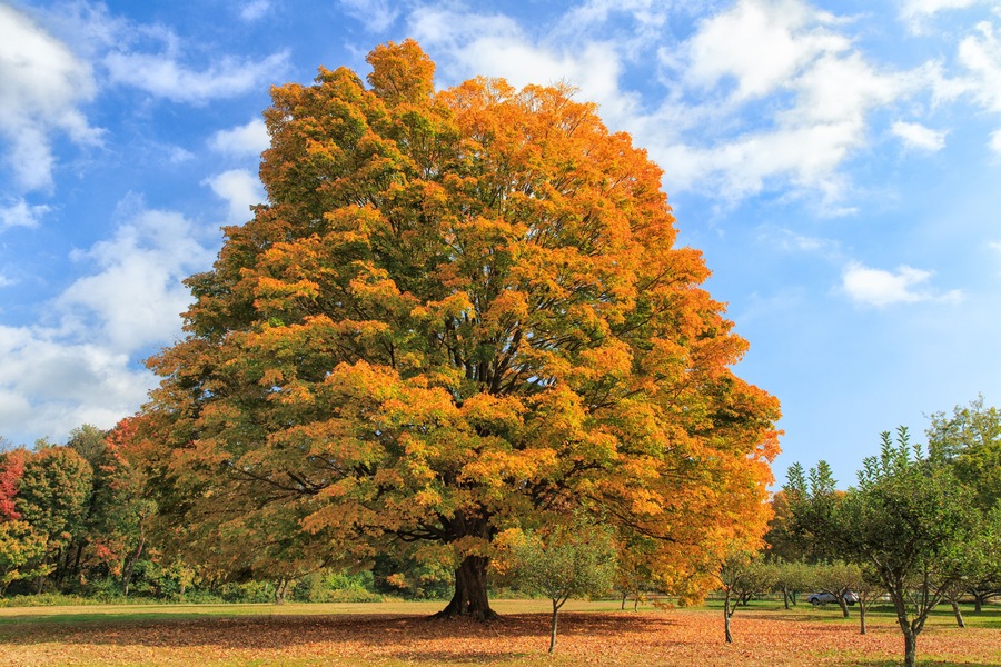 Large maple tree in fall foliage, Trumbull, Connecticut.