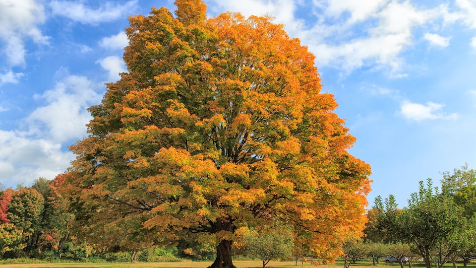 A large tree with orange leaves in a park.
