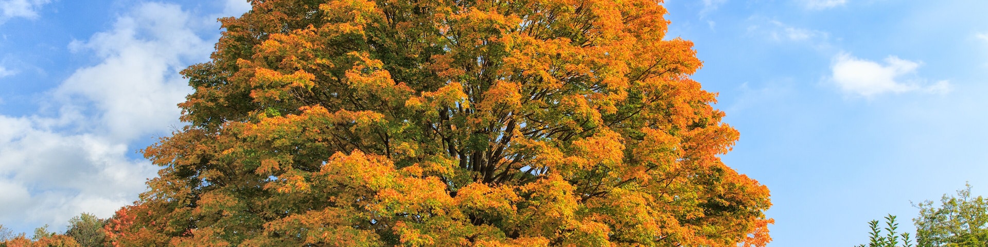Large maple tree in fall foliage, Trumbull, Connecticut.