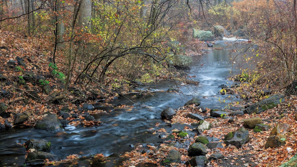 A stream flowing through a forest with autumn leaves and rocks.