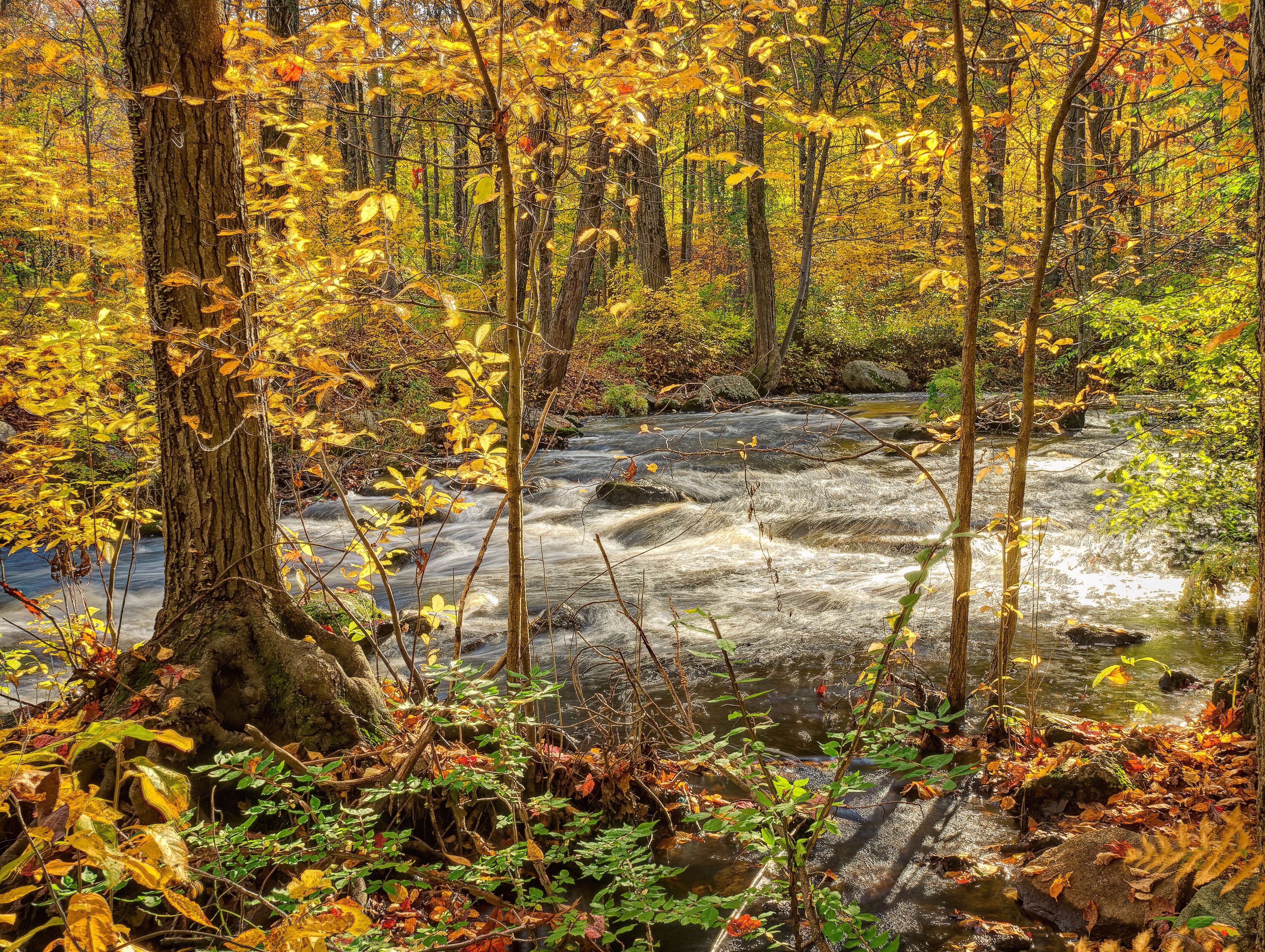 Bubbling brook in Autumn, Trumbull, Connecticut.