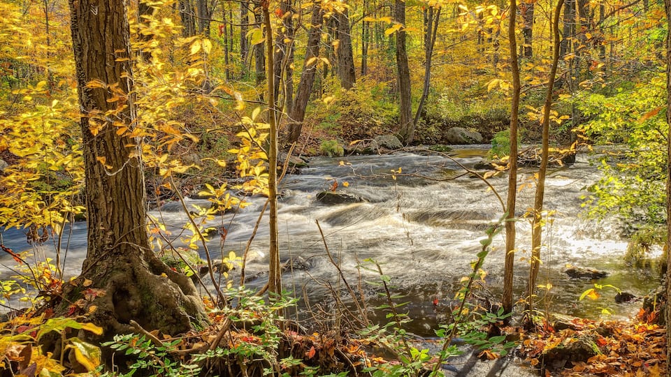 A forest with a flowing stream, autumn leaves, and a large tree trunk.