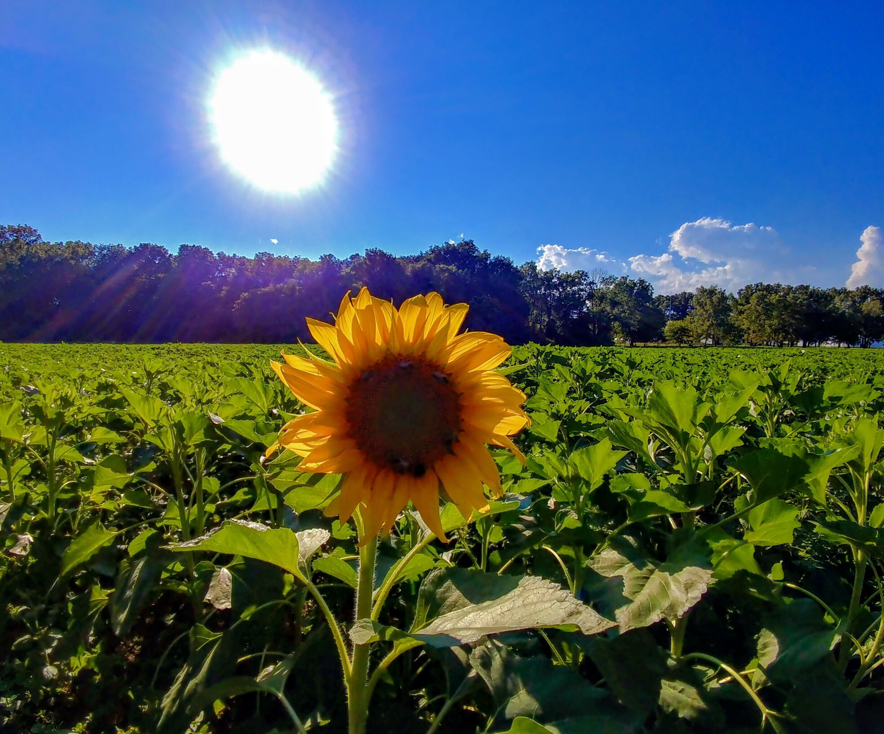 Just a couple weeks away from the full glory of the sunflower field on U.S. 68 between downtown Yellow Springs and Young's Dairy Farm.
