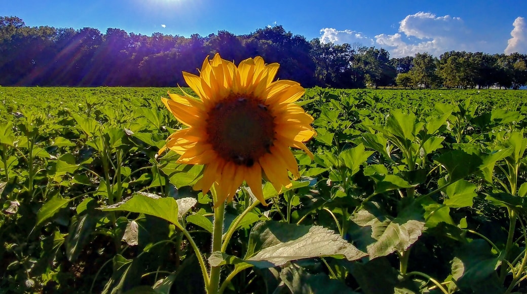 Just a couple weeks away from the full glory of the sunflower field on U.S. 68 between downtown Yellow Springs and Young's Dairy Farm.