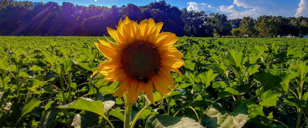 Just a couple weeks away from the full glory of the sunflower field on U.S. 68 between downtown Yellow Springs and Young's Dairy Farm.