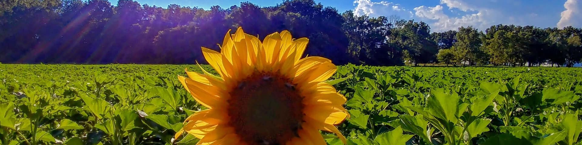 Just a couple weeks away from the full glory of the sunflower field on U.S. 68 between downtown Yellow Springs and Young's Dairy Farm.