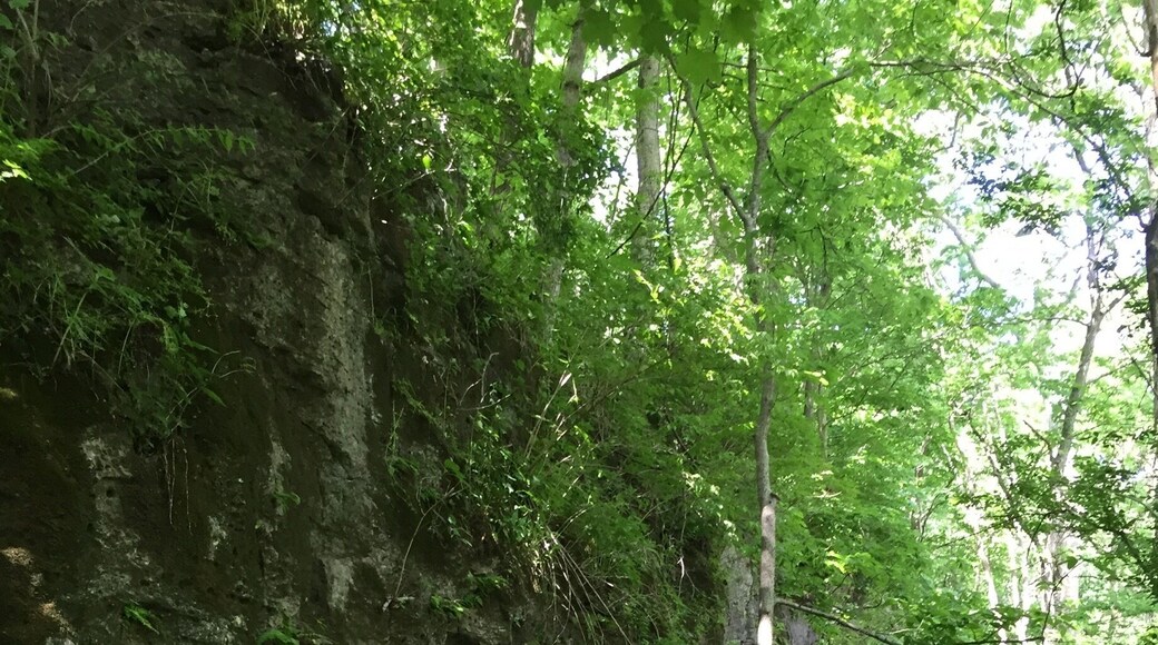 It's awfully tempting to scale this #rock wall! The #hiking here is beautiful and shady.
#TakeAHike
#Ohio
#Statepark