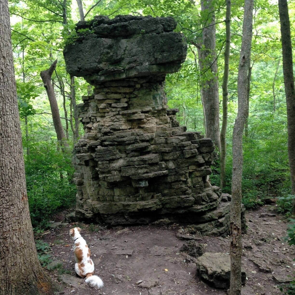 Pompay's Pillar, a bizarre rock formation in Glen Helen Nature Preserve.  Just uphill you can see these same style of rocks where the vegetation has cleared off the cliffside.  Easy walk from the parking lot near the museum.  And a Mwenzie for a size reference.  :)