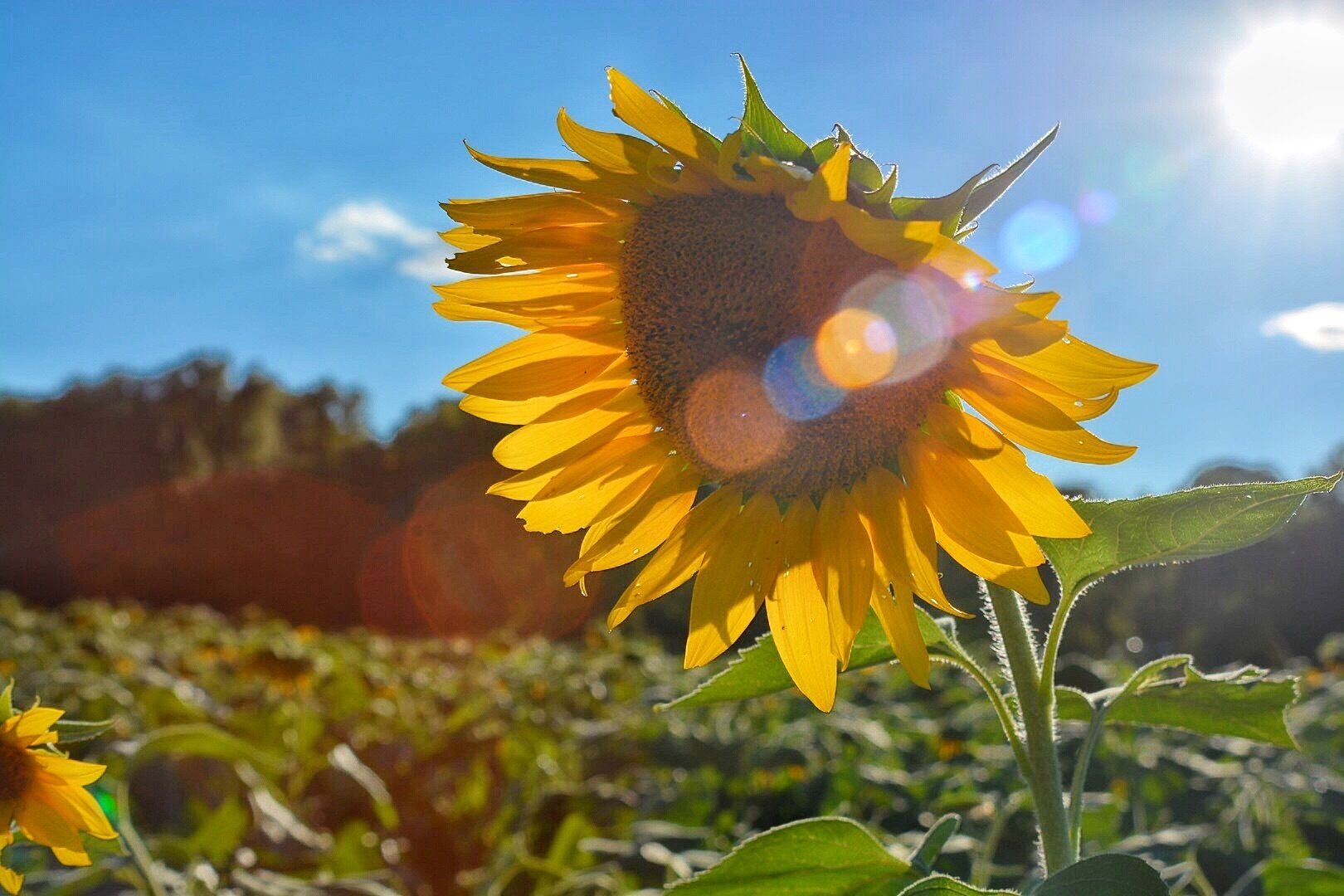 Every year they have this amazing sun flower field! A must see!