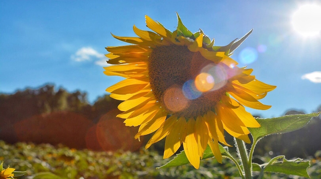 Every year they have this amazing sun flower field! A must see!
