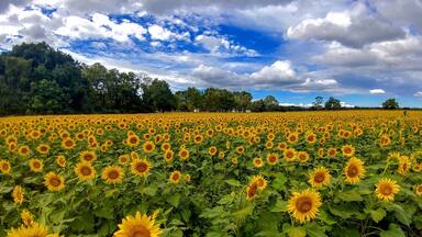 On U.S. 68, just outside Yellow Springs, the sunflower field at the Tecumseh Land Trust is sharing all it's glory.