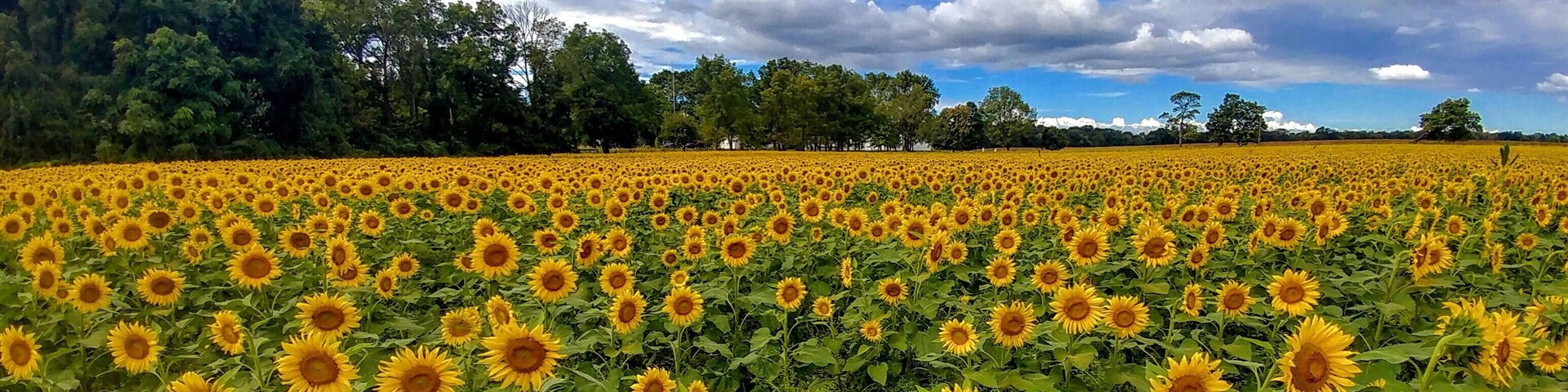 On U.S. 68, just outside Yellow Springs, the sunflower field at the Tecumseh Land Trust is sharing all it's glory.