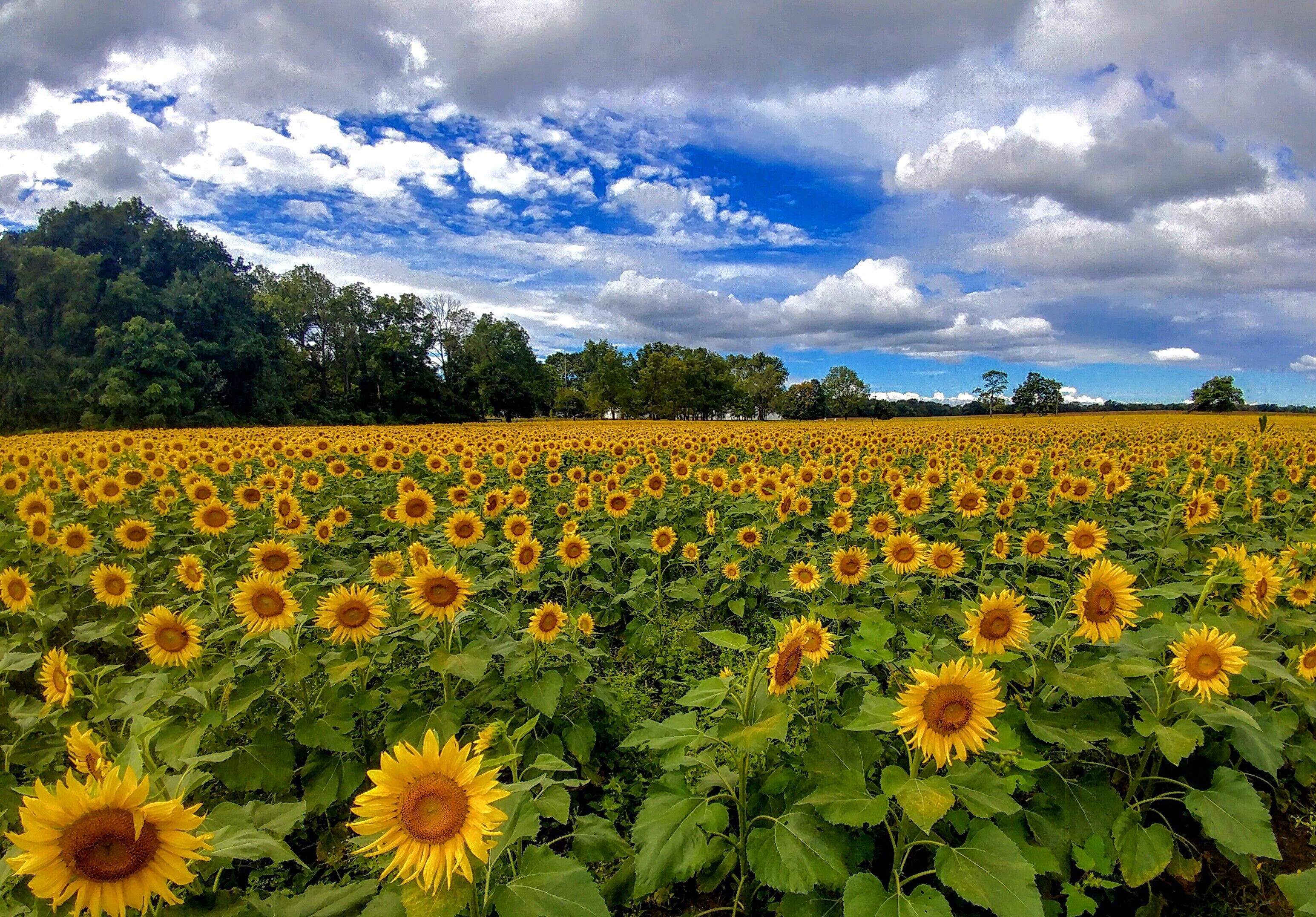A sunflower field under a partly cloudy sky.