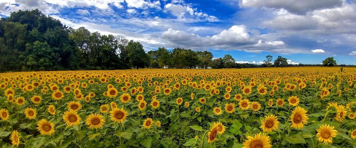A sunflower field under a partly cloudy sky.
