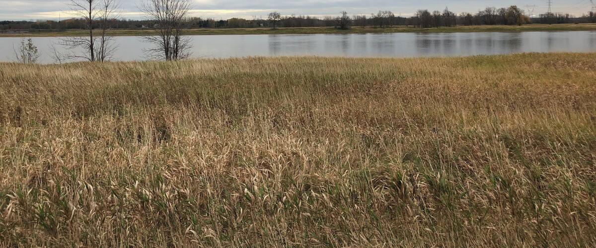 A calm lake surrounded by tall, dry grass and sparse trees under a cloudy sky.