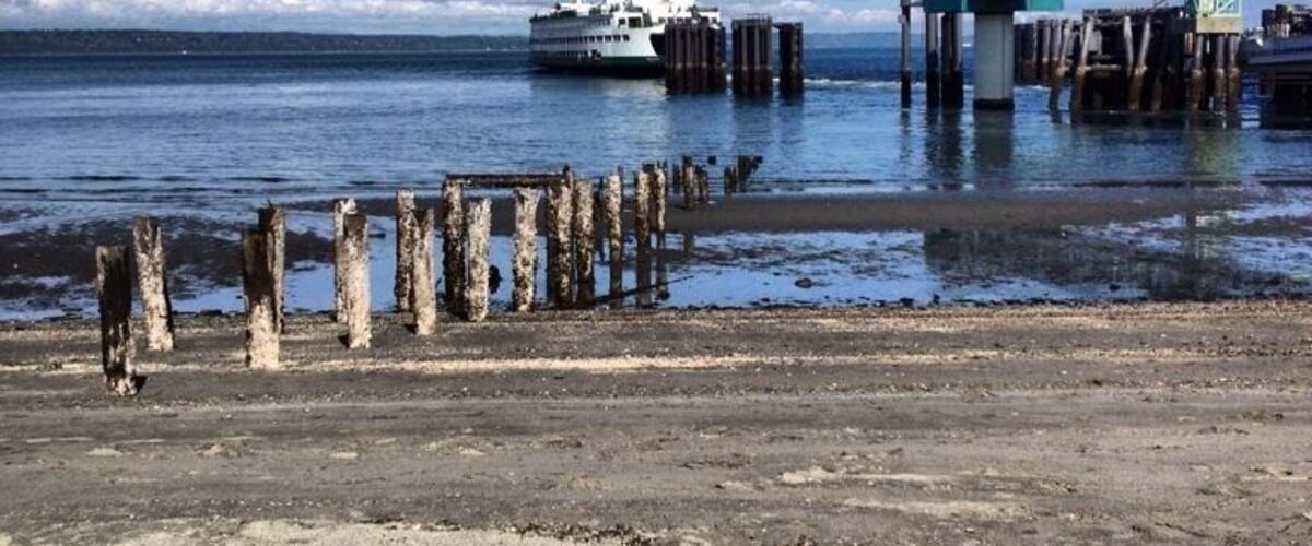 Have some time? Sit on a log and listen to the waves, watch a ferry arrive and/or leave.