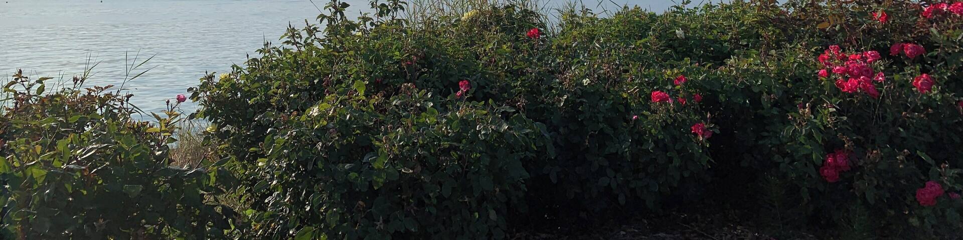 Street parking, no actual beach access, plenty of benches and places to stop and admire the view. Near the Edmonds ferry.
