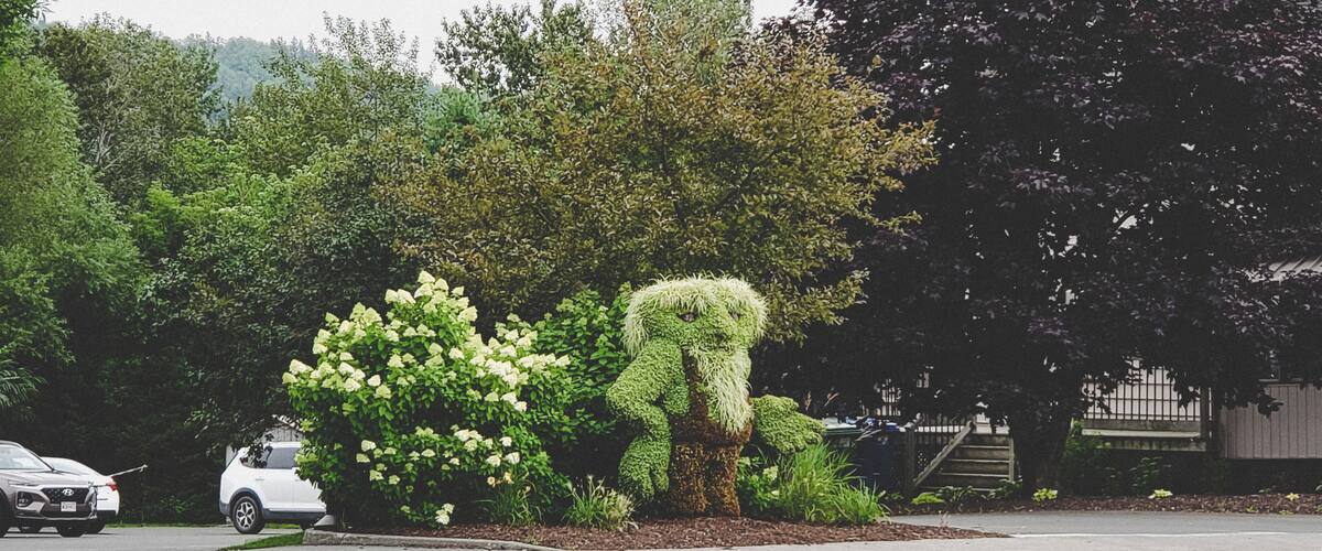 A landscaped garden with a topiary tree, flowering bushes, and a white car parked on the street.