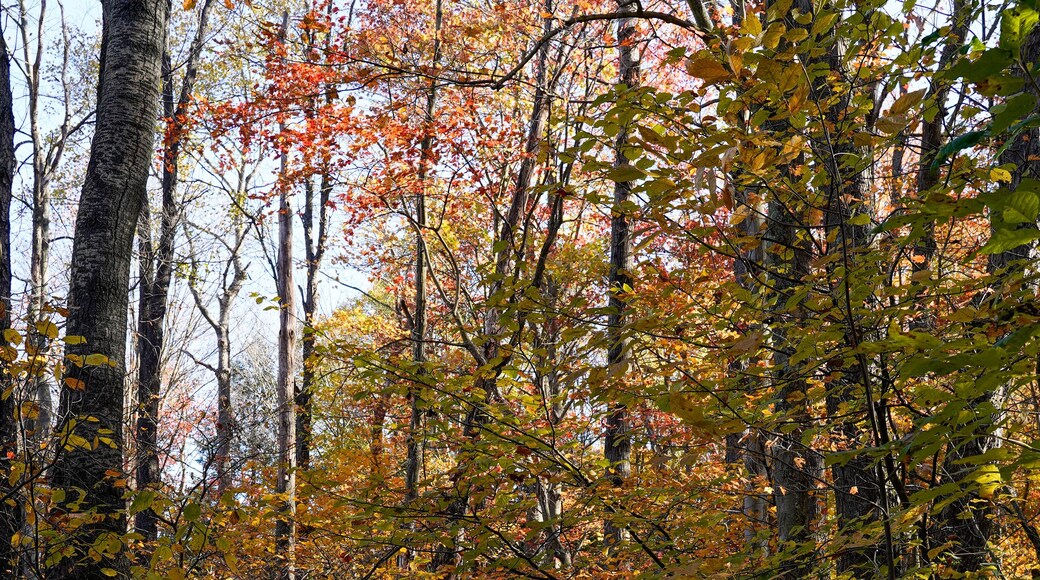 Beautiful fall morning on a trail at Duman Lake County Park in Western Pennsylvania. Colorful leaves on trees and trail.