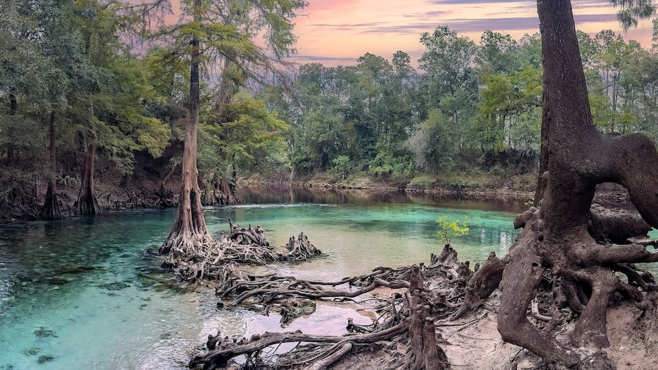 A river surrounded by dense forest with clear water and exposed tree roots.