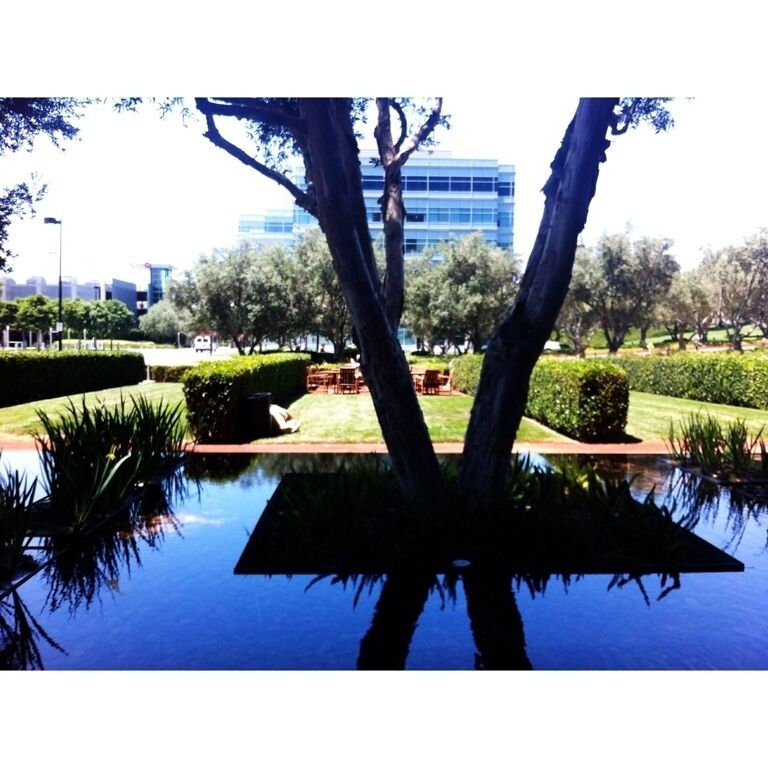Looking out the window in the lobby of The Michelson Building. Really unique shallow infinity pools surrounding the trees. 