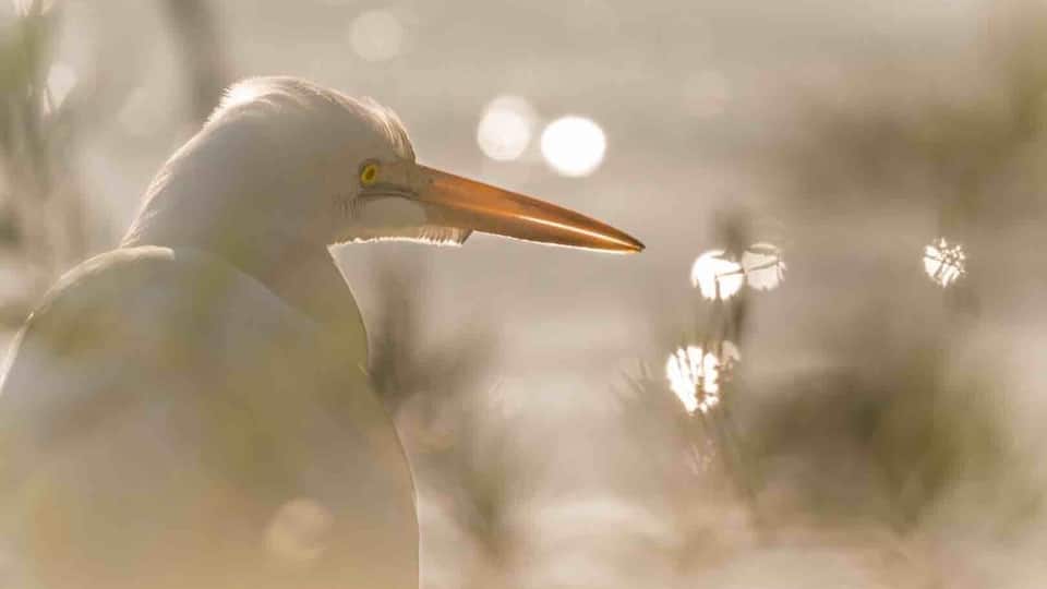 Great place to walk, view wildlife, and photography. Very easy roads to walk with a ton of ponds.
