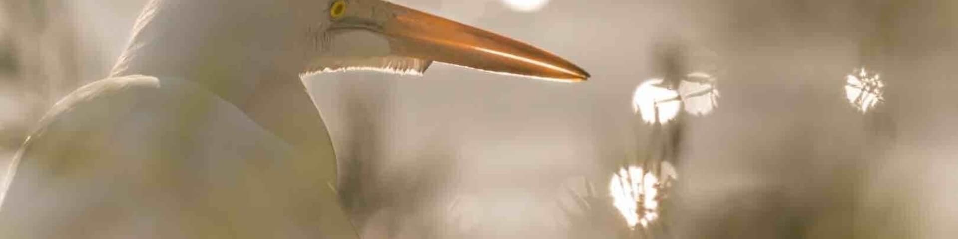 Great place to walk, view wildlife, and photography. Very easy roads to walk with a ton of ponds.