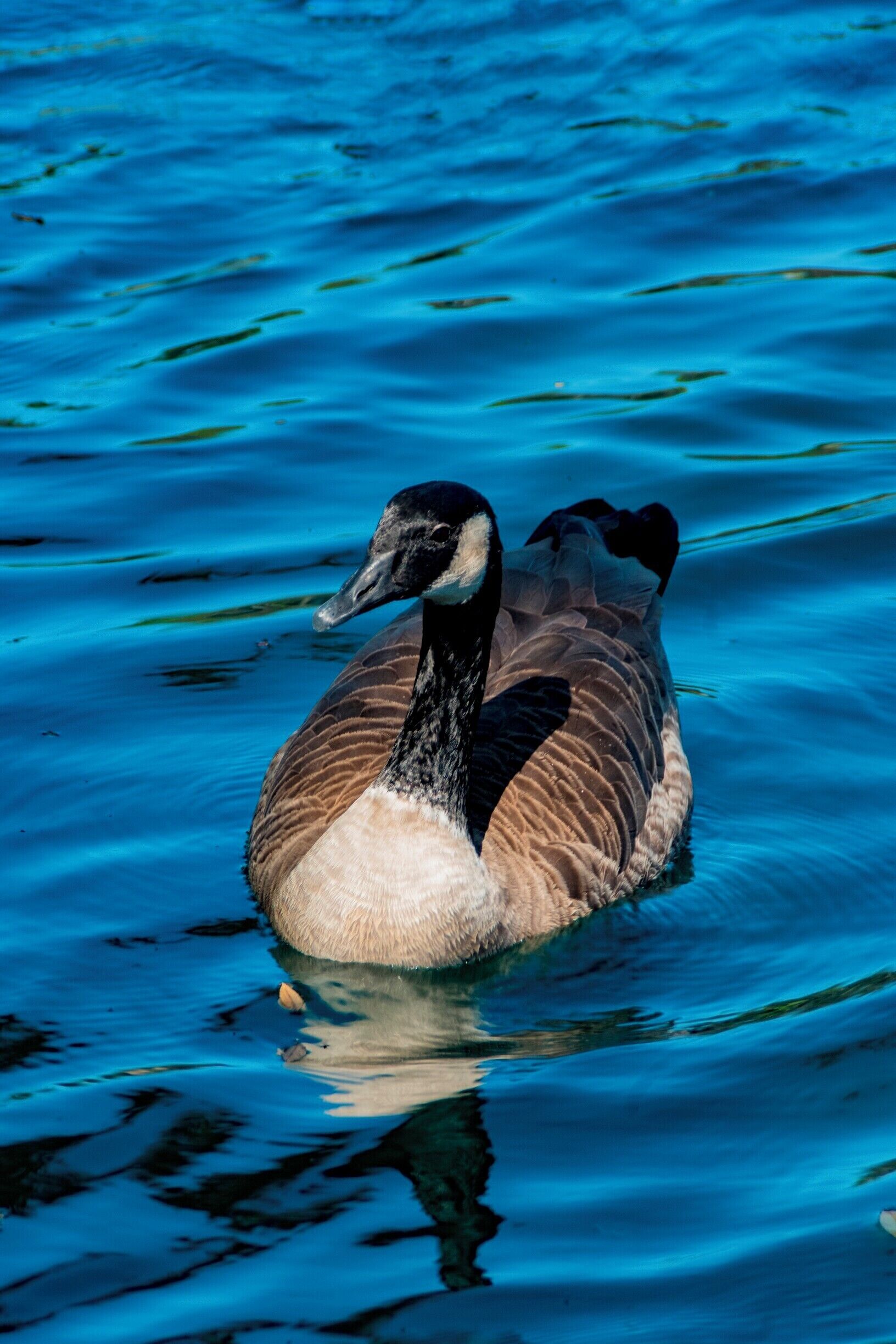 Looked like he was coming over to say "Hi"