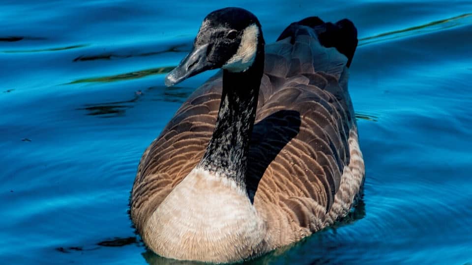 Looked like he was coming over to say "Hi"