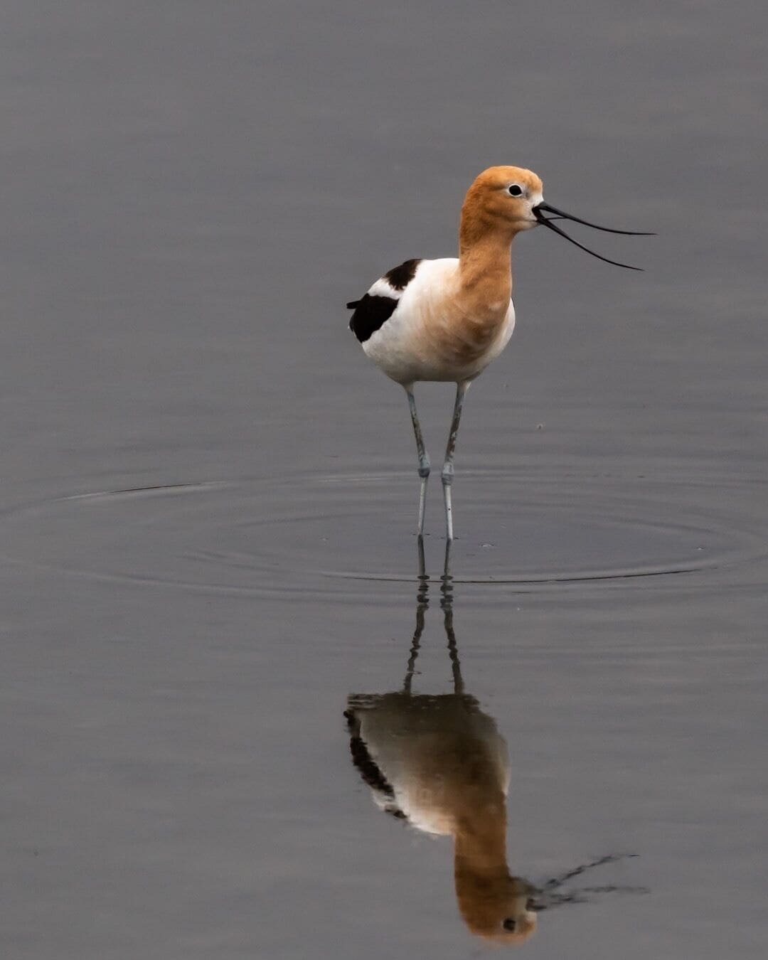 American Avocet 