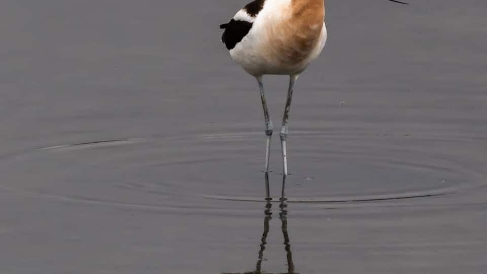 American Avocet