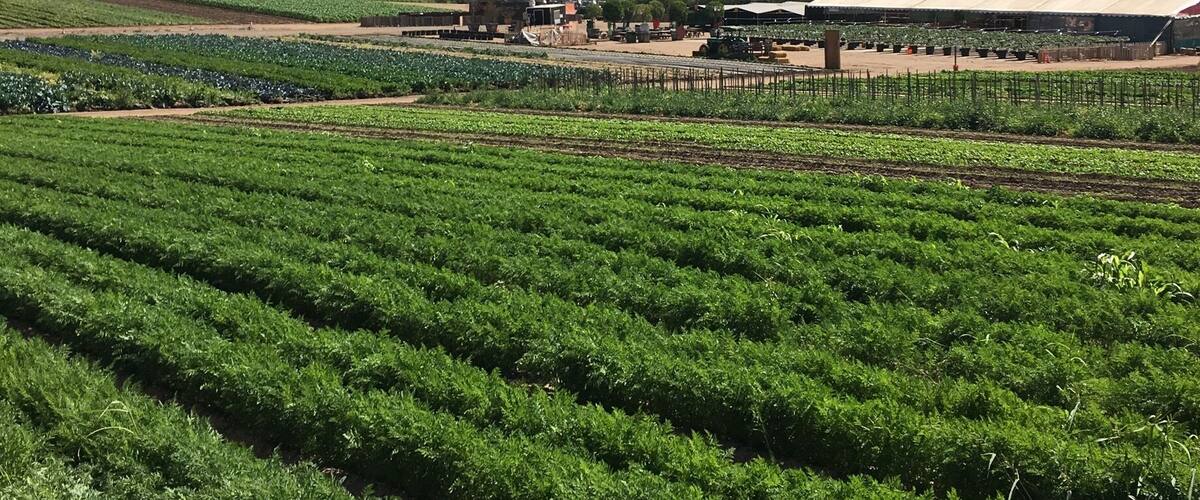 The place is family friendly. The best part is you can sample fresh fruits and vegetables that are in season.