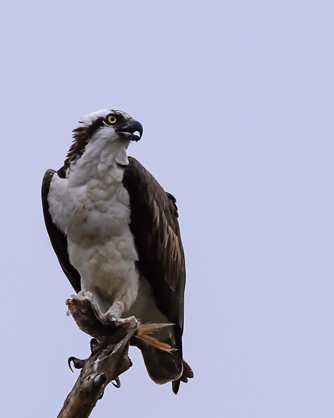 Osprey eating a fish. 