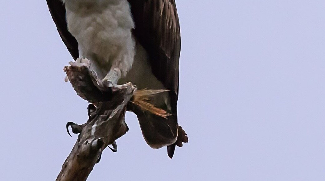 Osprey eating a fish.
