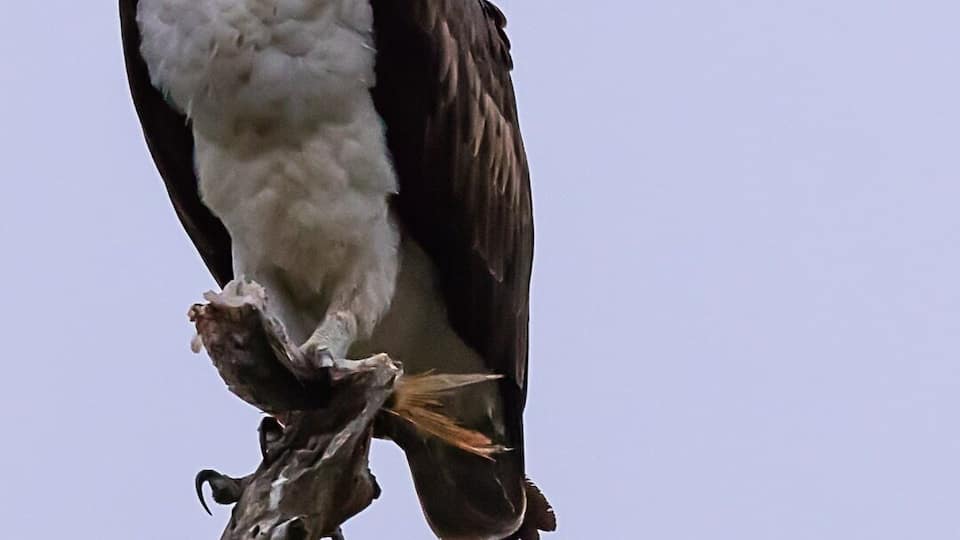 Osprey eating a fish.