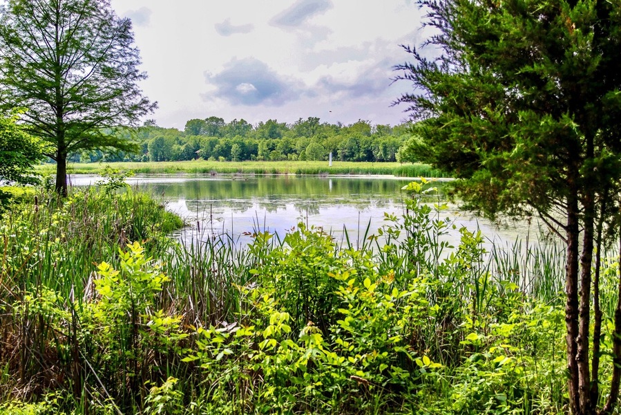 Beautiful nature walk with trails.