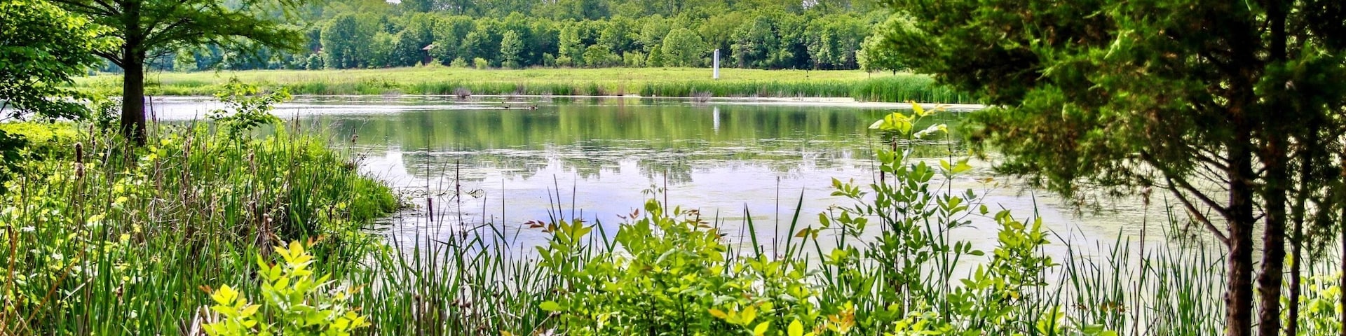 Beautiful nature walk with trails.