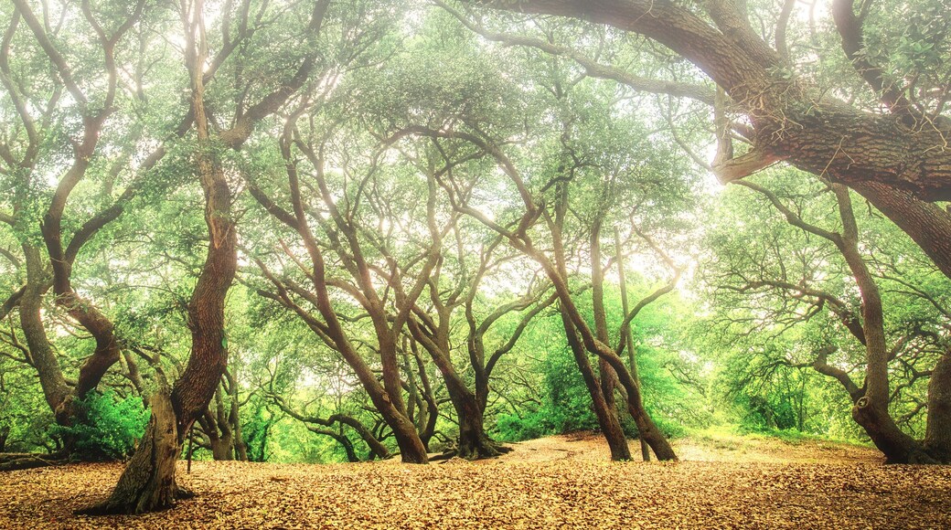 Monkey Bottom (Banner)