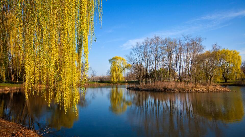 A calm lake with yellow willow trees reflecting on the water.