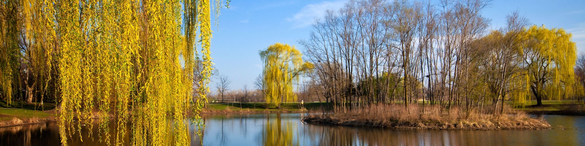 CW0AGH weeping willow trees reflect in pond. Image shot 2012. Exact date unknown.