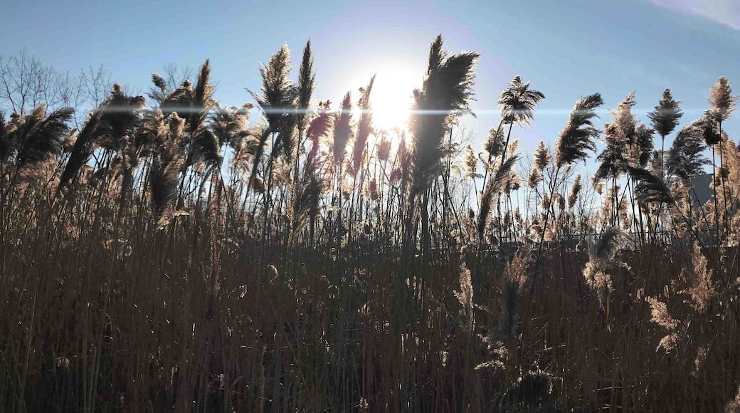 A nice day for a run.