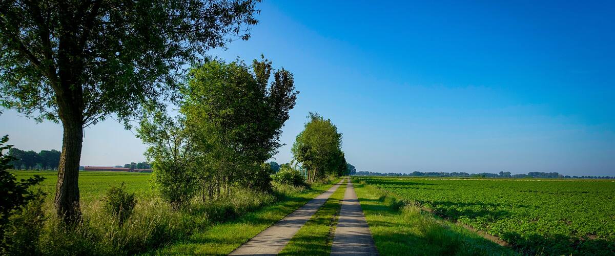 A long field path flanked by trees, surrounded by green fields under a clear blue sky. A field path in the Diepholz district, Lower Saxony, Germany