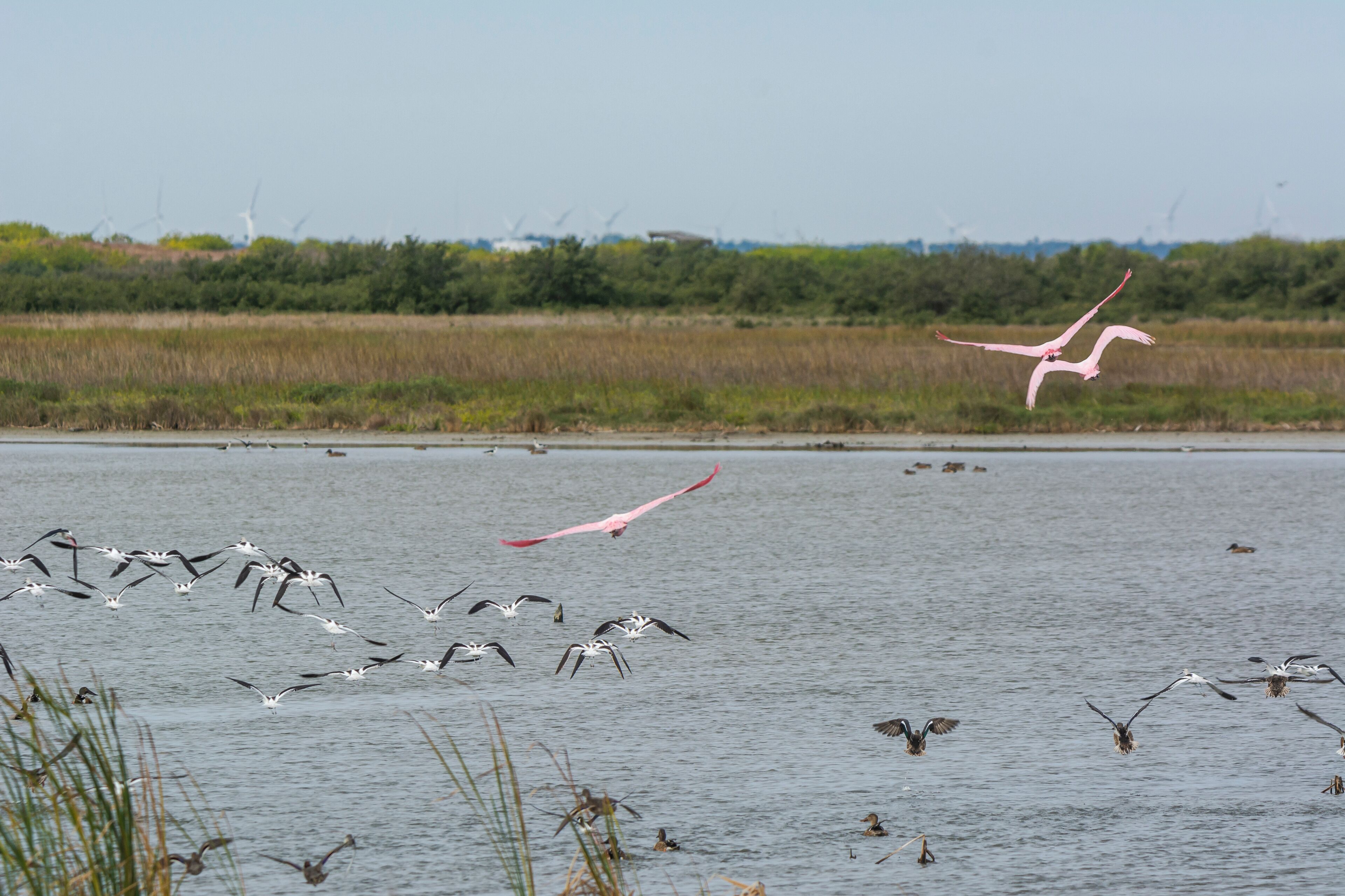 Autumn on Texas Gulf Coast, beach, sand, sea, nature, summer