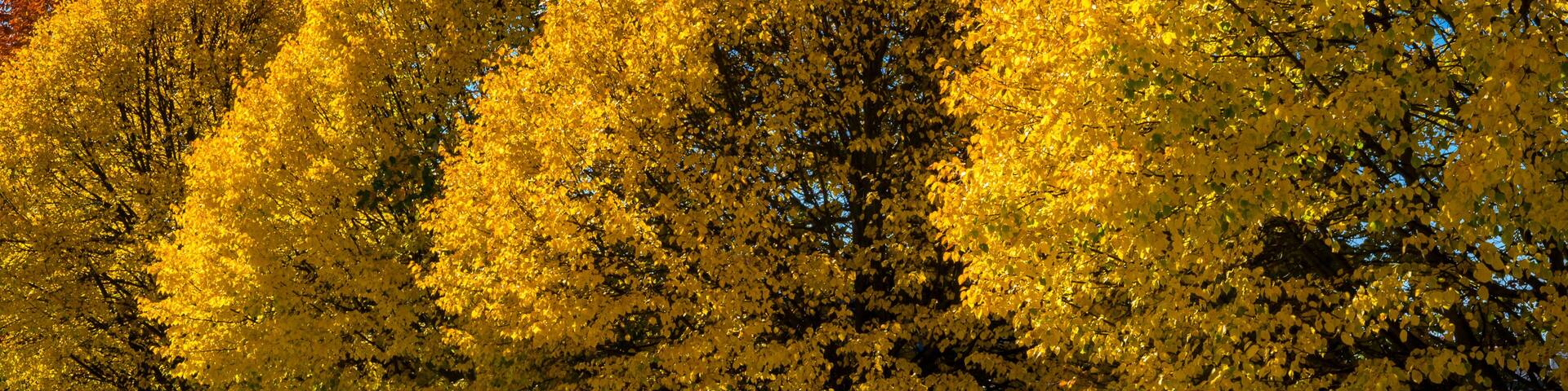 Golden autumn pathway in sunlight