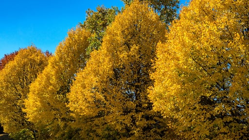 Golden autumn pathway in sunlight