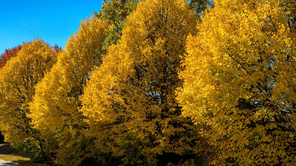 Golden autumn pathway in sunlight