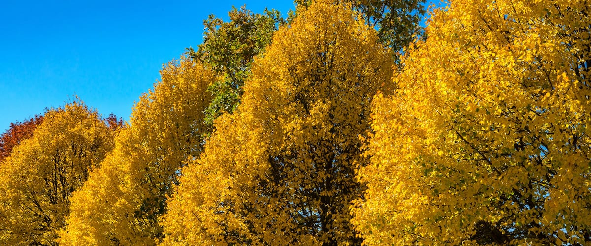 Golden autumn pathway in sunlight