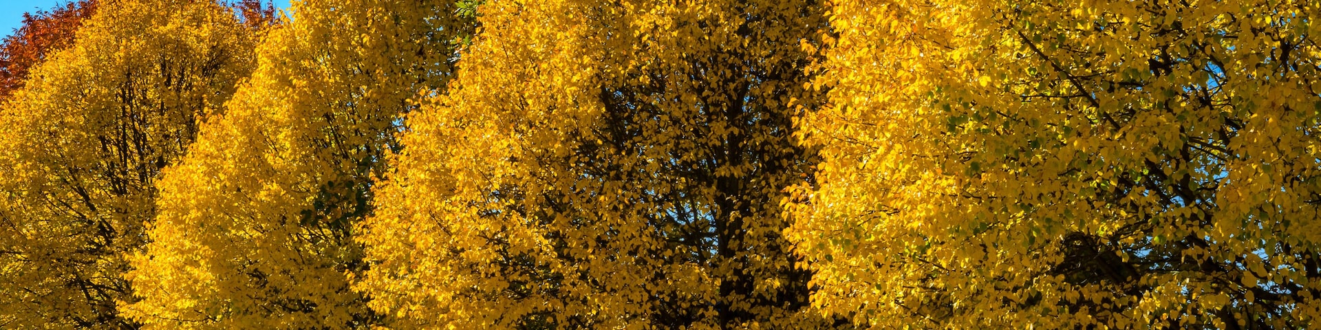 A row of trees with yellow leaves, a clear blue sky, and a paved path.