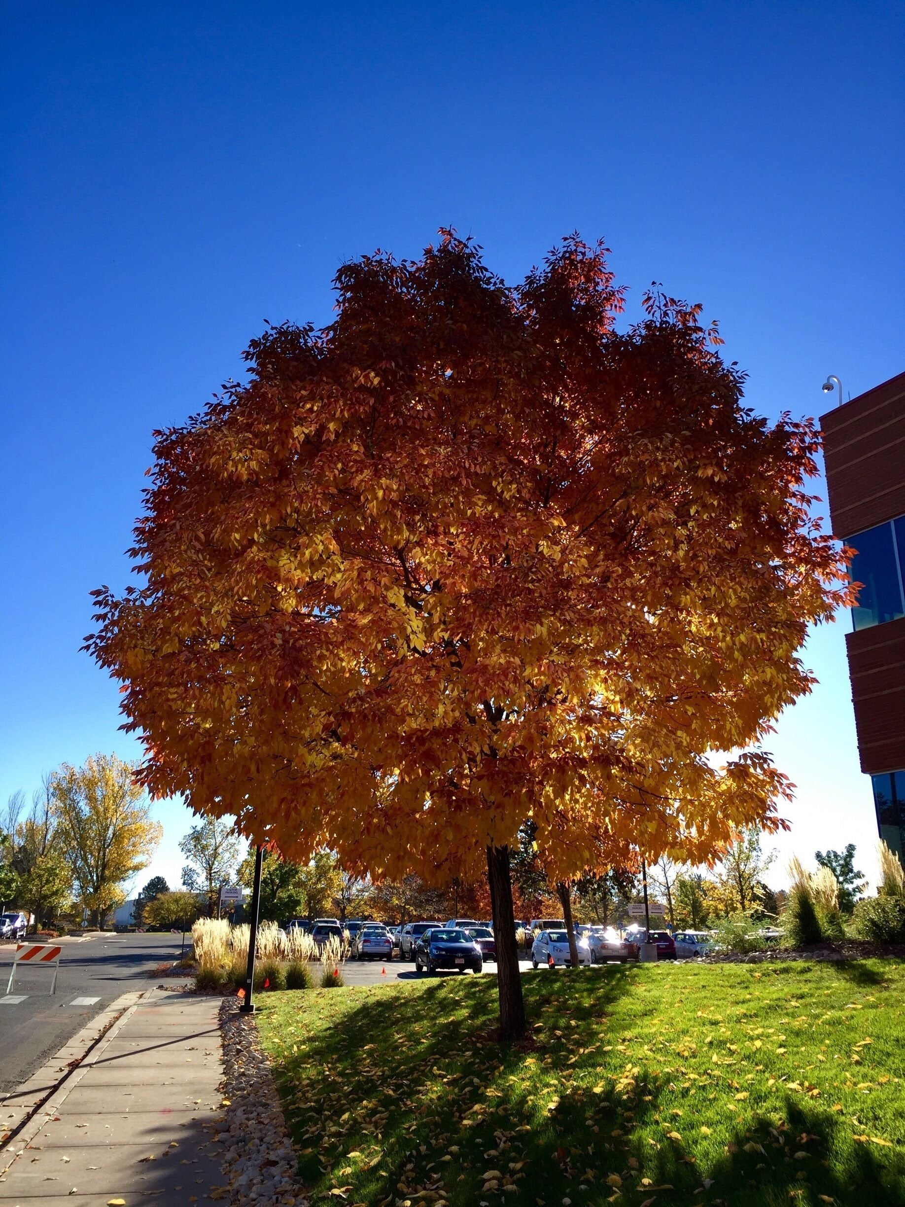 I am absolutely amazed with how the trees change colors so brilliantly in Fall! Look at this tree for example!