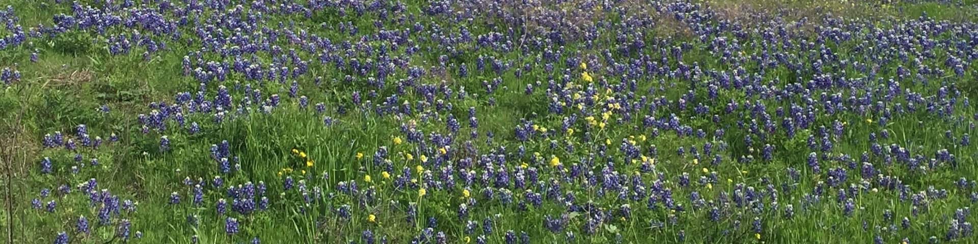 Don't miss the bluebonnet trail when the flowers bloom in April. Ennis is a fun little town to explore too. Be sure to stop in the convention and visitors center to get the scoop on where the best fields are and where to eat. This is the Texas hospitality you've heard about!